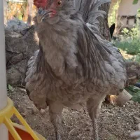 ۹ تا مرغ و خروس مولد و نیمچه گلین فول کیفیت
