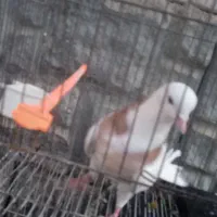 کبوتر طوقی نر|پرنده|گلبهار, شهر جدید گلبهار|دیوار