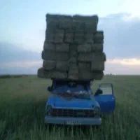 کاه ریگ گندم