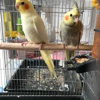 عروس هلندی لوتینو و گلباقالی