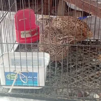 دو عدد بلدرچین ماده تخم گذار فقط 140|حیوانات مزرعه|کاشمر, |دیوار