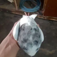 یک عدد طوقی ماده