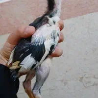 دوعدد جوجه لاری ترک ااصالت دار|حیوانات مزرعه|تهران, جوادیه|دیوار