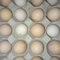 تخم مرغ محلی (کت یومورتاسی)