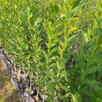 نهال مرکبات لایم‌کوات نارنگی ژاپنی تامسون خونی