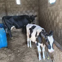 گاو ابستن با گوساله