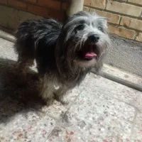 سگ خارجی|سگ|بهبهان, |دیوار