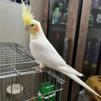 عروس هلندی پیدا شده