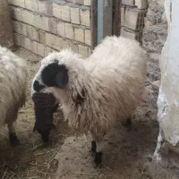 بره ماده چاق‌فروشی