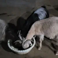 بز و بزغاله|حیوانات مزرعه|دینور, |دیوار