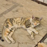 واگذاری گربه کاملا دستی و رام