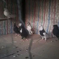 کبوتر|پرنده|محمدیه-قزوین, |دیوار