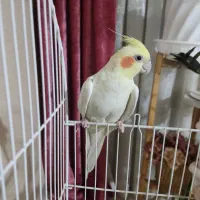 عروس هلندی|پرنده|قدس, شهر‌قدس|دیوار