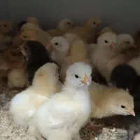 جوجه مرغ زینتی...|حیوانات مزرعه|بافق, |دیوار