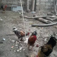 خروس جوان|حیوانات مزرعه|رامیان, |دیوار