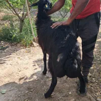بره ماده پرواری