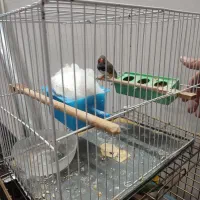 طوطی گرینچیک عروس هلندی فنچ|پرنده|محمدشهر, محمدشهر|دیوار