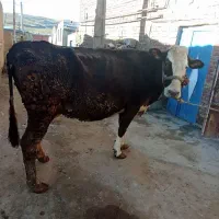 گاو سیمینتال