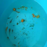 حلزون‌سیب و لجنخوار