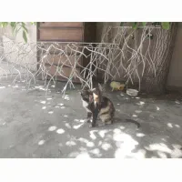 فروش نرده محافظ شاخ گوزنی