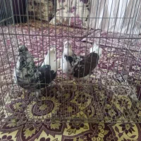 کبوتر باشه ای