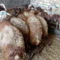 میش ابستن مایه کرده|حیوانات مزرعه|قره چای, |دیوار