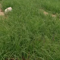 نشا|گل و گیاه طبیعی|بندر کنگان, |دیوار