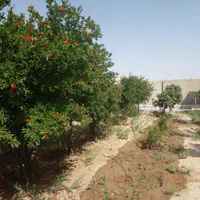باغچه استخردار ۹۶۰ متری صفادشت|فروش خانه و ویلا|تهران, خانی آباد نو جنوبی|دیوار