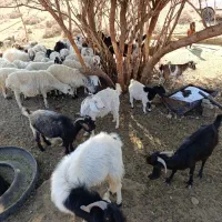 سلام ودرود فروش فوری تعداد55راس،بزصلاله اصل ومیش|حیوانات مزرعه|حاجی آباد, |دیوار