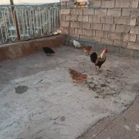 ۴ تا مرغ و ۲ خروس