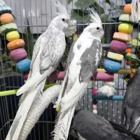 عروس هلندی از همه نوع