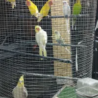 عروس،کوتوله،مرغعشق|پرنده|اردکان, |دیوار