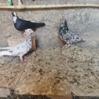 کبوتر|پرنده|زابل, |دیوار
