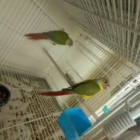 جفت گیرینچک|پرنده|شهریار, شهریار|دیوار