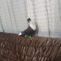 کربناتی سیاه کاکلی نر|پرنده|مشهد, شهید بصیر|دیوار