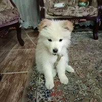 فروشی سگ اسمویید ۲ماهه سالم