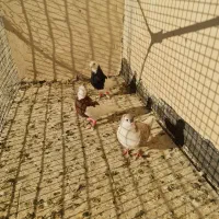 گفتر رنگه سار سرور دم سفید ساده خوشگل|پرنده|مشهد, نوید|دیوار