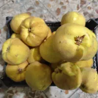 به درشت زرد و رسیده