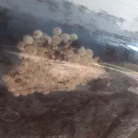 آرایشی|خزنده|اصفهان, کارلادان|دیوار