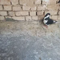 خوشرنگ سیاه واکسی نر