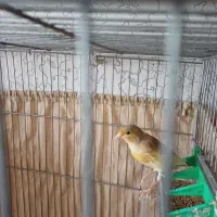 نروماده|پرنده|رشت, نامجو|دیوار