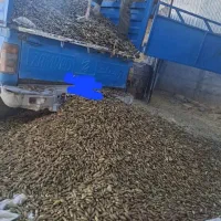 بلوط|خوردنی و آشامیدنی|دلیجان, |دیوار