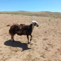 قوچ پلنگی کشیده