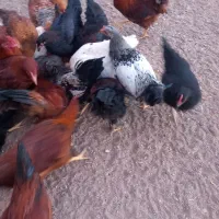 خروس نیمچه|حیوانات مزرعه|زاویه, |دیوار