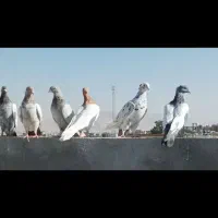 20 تا کفتر هوایی|پرنده|زرقان, |دیوار