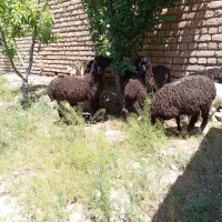 بره نر و بز