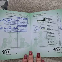 گربه خانگی|گربه|رشت, حمیدیان|دیوار