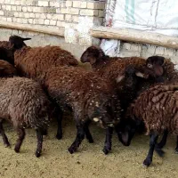 بره نروماده