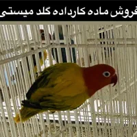 طوطی برزیلی  یووینگ گلد میستی  ماده کارداده