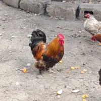 خروس کوشین بالغ